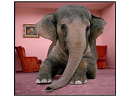 Forbes Elephant